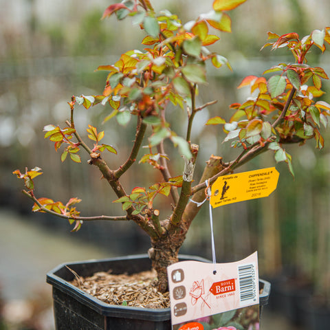 Simegarden Rosa Chippendale 18 cm