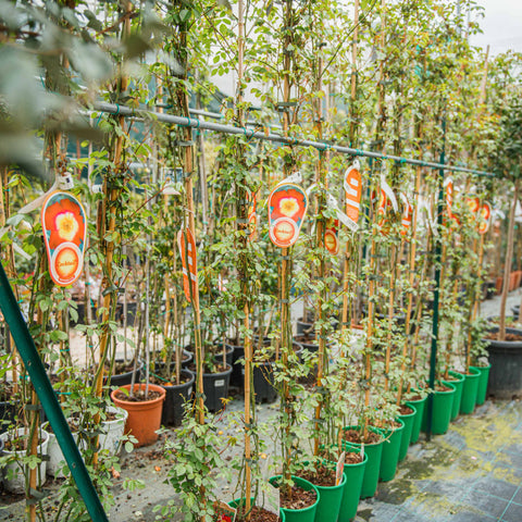 Simegarden Rosa cocktail rampicante 18 cm