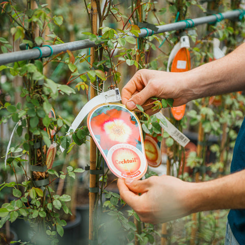 Simegarden Rosa cocktail rampicante 18 cm