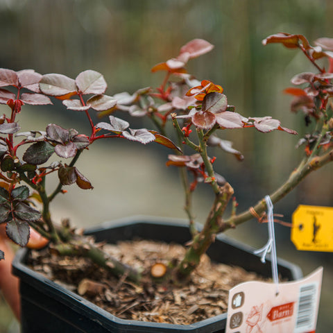 Simegarden Rosa Nostalgie 18 cm