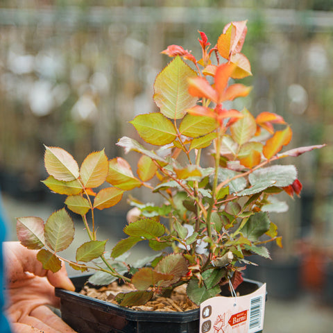 Simegarden Rosa Papa Giovanni Paolo II 18 cm