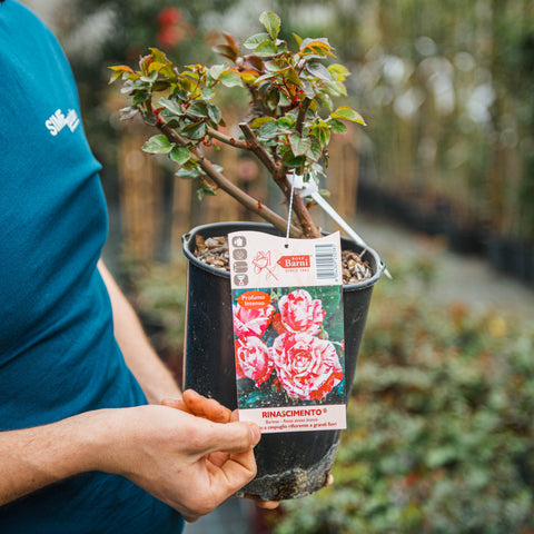 Simegarden Rosa Rinascimento 18 cm