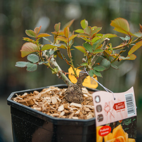 Simegarden Rosa Valencia 18 cm