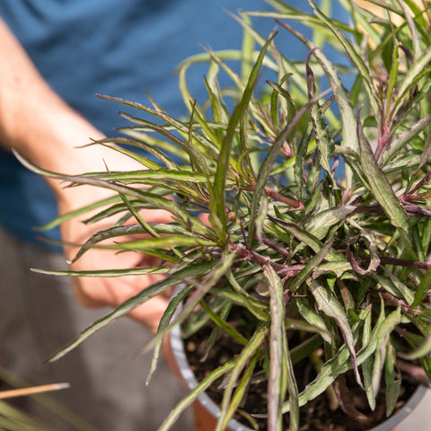 Simegarden Ruellia simplex 17 cm