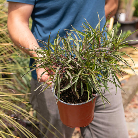 Simegarden Ruellia simplex 17 cm