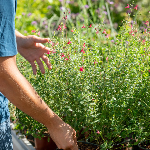 Simegarden Salvia greggii bicolor 17 cm