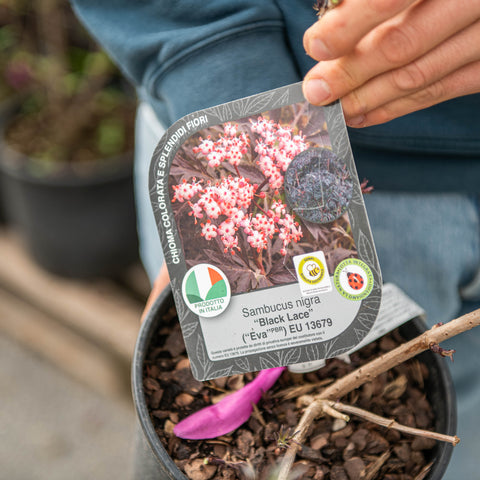 Simegarden Sambucus nigra black lace 18 cm