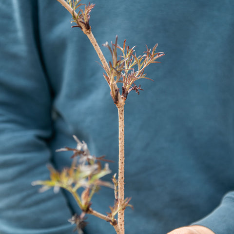 Simegarden Sambucus nigra black lace 18 cm