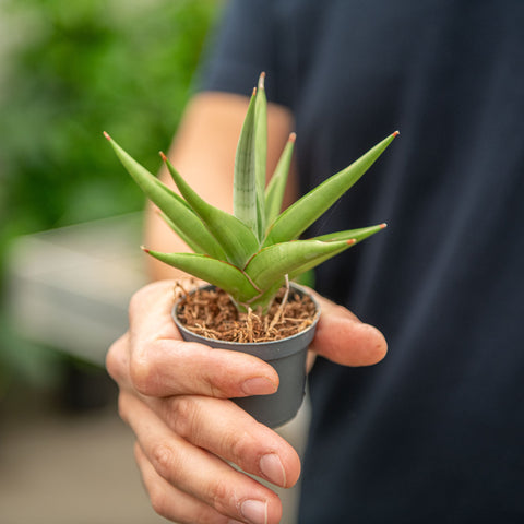 Simegarden Sansevieria chanin crown 6 cm