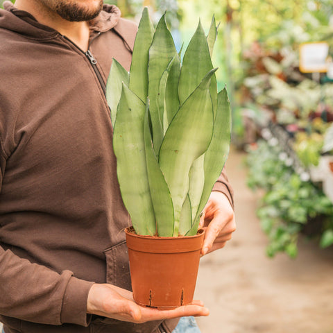 Simegarden Sansevieria moonshine 14 cm