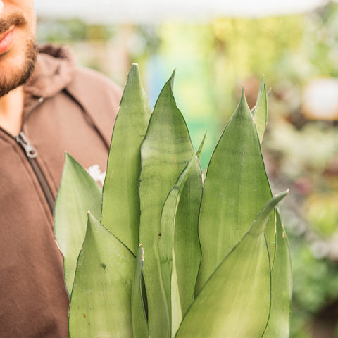 Simegarden Sansevieria moonshine 14 cm