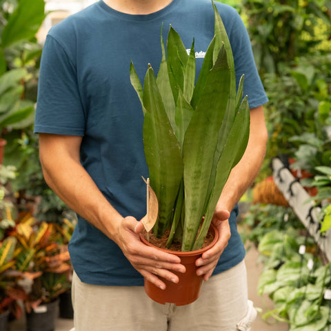 Simegarden Sansevieria moonshine 17 cm