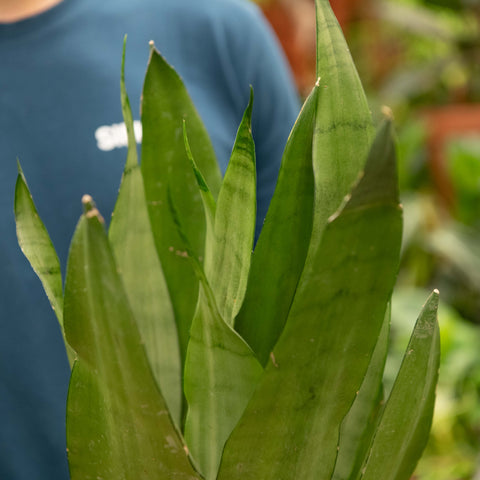 Simegarden Sansevieria moonshine