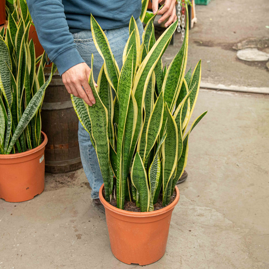 Acquista Sansevieria Twister M (Lingua di suocera) online Acquista Sansevieria Twister M (Lingua di suocera) online