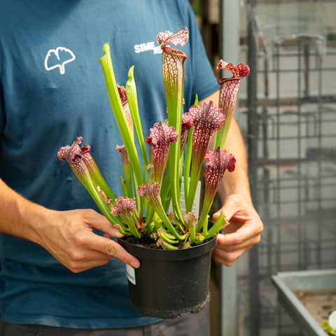 Simegarden Sarracenia stevensii 17 cm - h40 cm