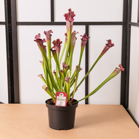 Simegarden Sarracenia stevensii