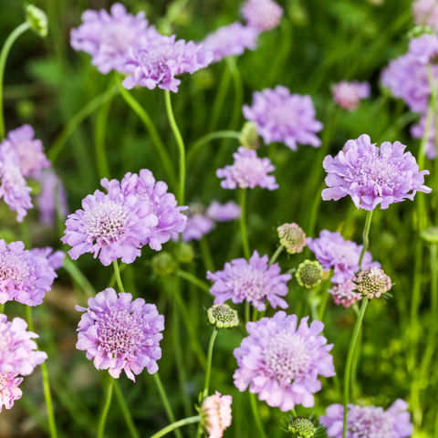 Simegarden Scabiosa cretica 17 cm / Lilla Lavanda