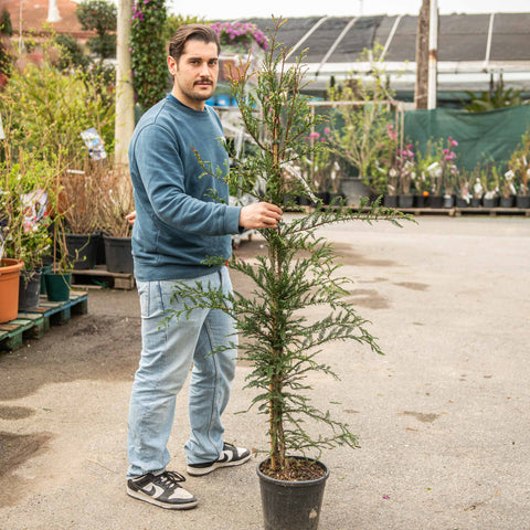 Simegarden Sequoia sempreverde 24 cm / <175 cm