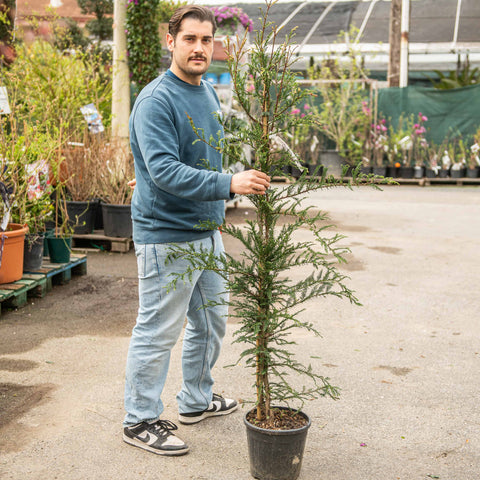 Simegarden Sequoia sempreverde 24 cm / <175 cm