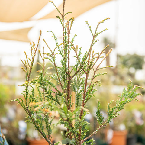 Simegarden Sequoia sempreverde 24 cm / <175 cm