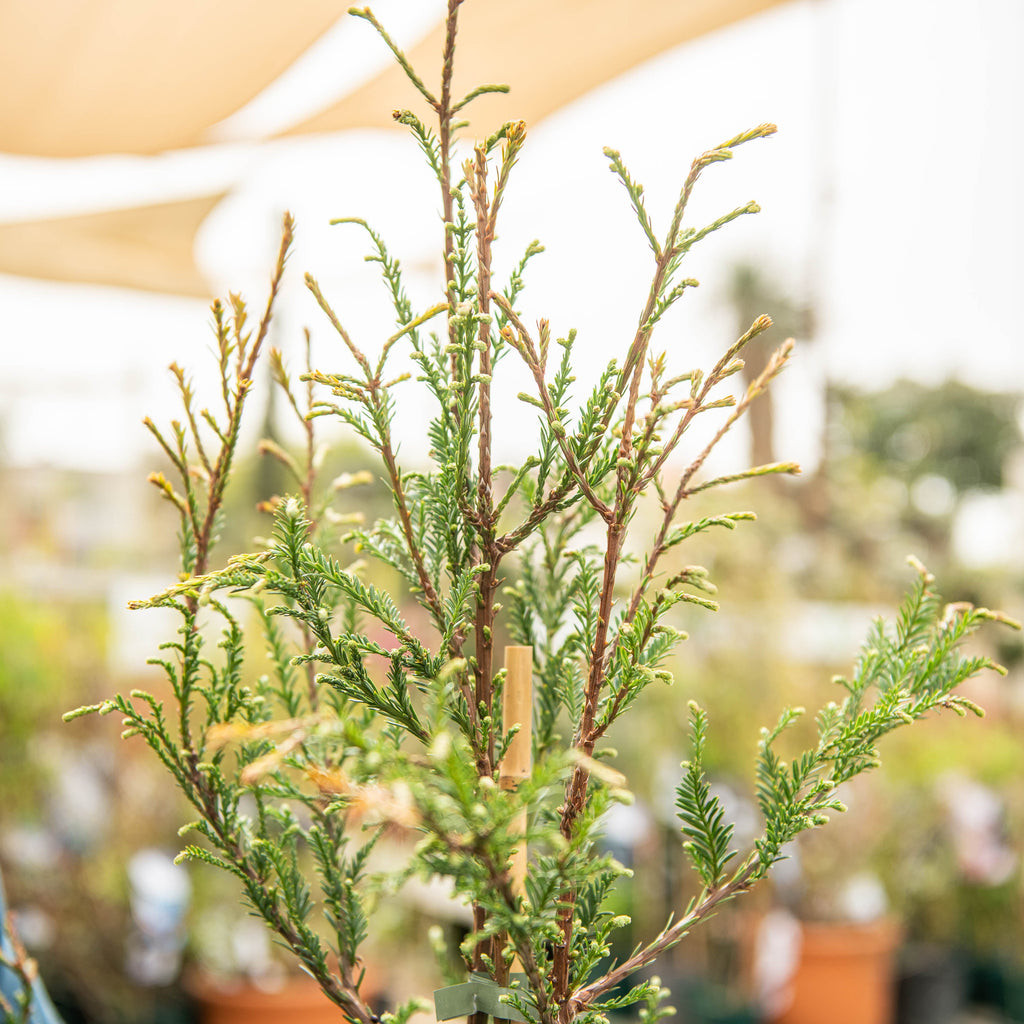 Pianta Di Sequoia Sempervirens Vera - Albero Maestoso Per Giardini Spaziosi - Foto 10
