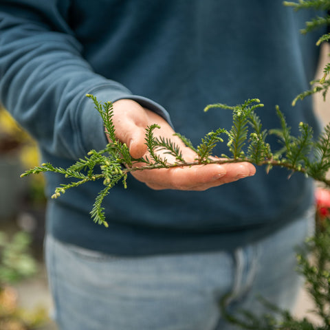 Simegarden Sequoia sempreverde 24 cm / <175 cm