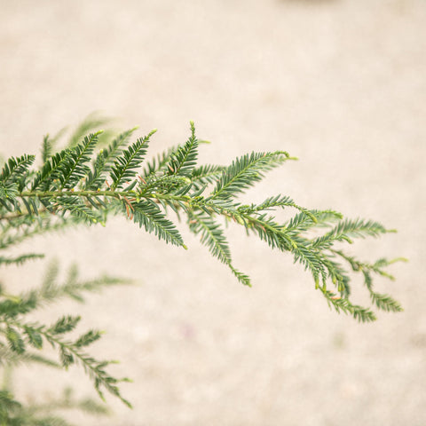 Simegarden Sequoia sempreverde 24 cm / <175 cm