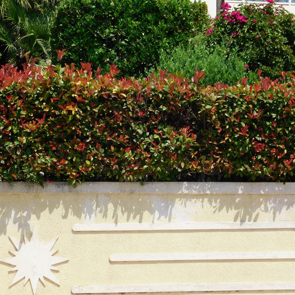 15 Semi Di Photinia Red Robin - Pianta Sempreverde Per Siepi E Giardino, Crescita Fino A 15 Metri - Foto 6