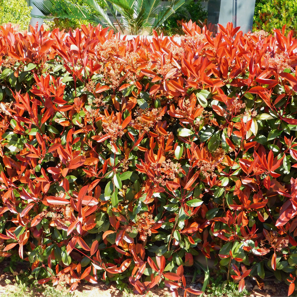 philodendron red brown Philodendron Red Cherry | Care Guide and Pro Tips - Delivery from Toronto  across Canada main image 0
