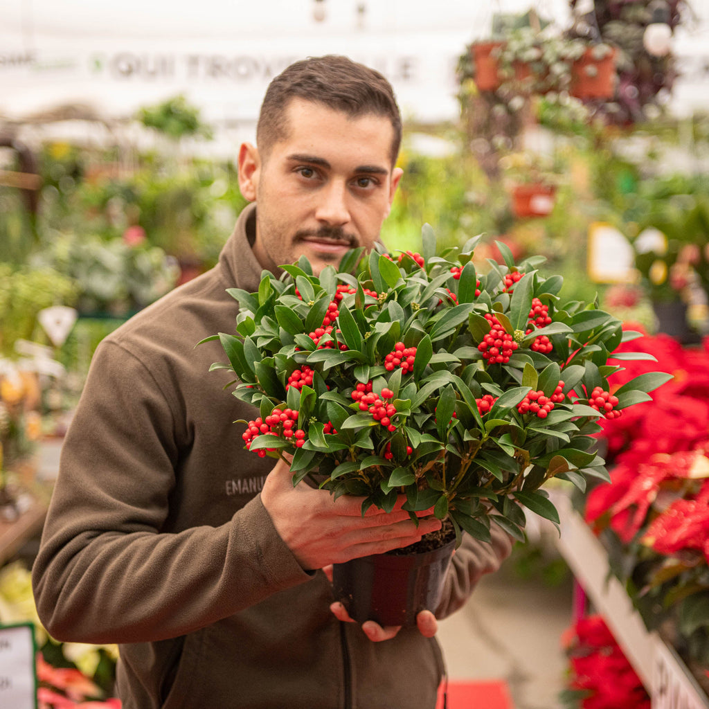 Skimmia japonica reevesiana Simegarden