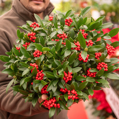 Simegarden Skimmia japonica reevesiana 17 cm