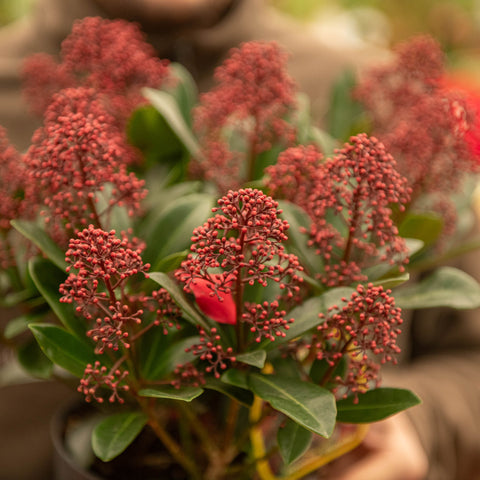 Simegarden Skimmia japonica Rubella