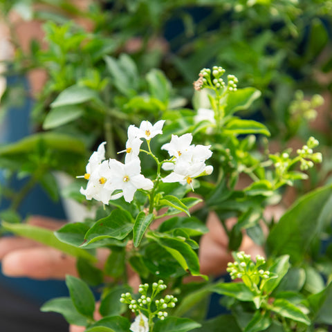 Simegarden Solanum jasminoides 14 cm