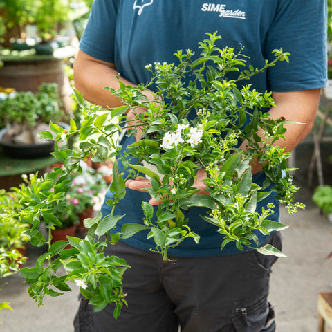 Simegarden Solanum jasminoides 14 cm