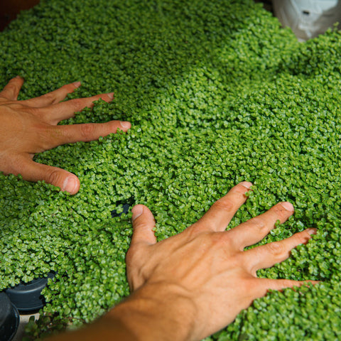 Simegarden Soleirolia soleirolii 11 cm