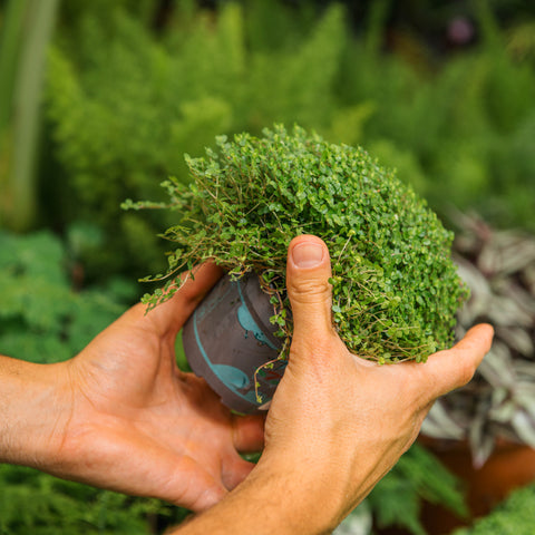 Simegarden Soleirolia soleirolii 11 cm