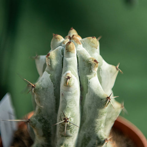 Simegarden Stenocereus beneckei 12 cm
