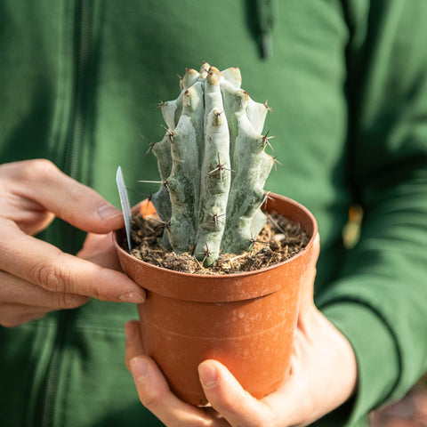 Simegarden Stenocereus beneckei 12 cm