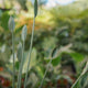 Simegarden Strelitzia juncea 17cm