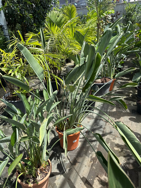 Simegarden Strelitzia reginae 40-45 cm