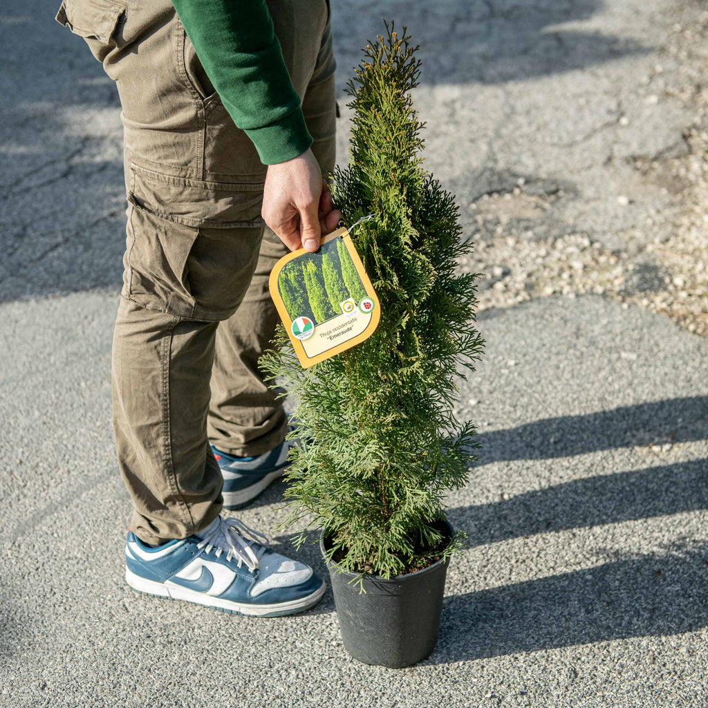 Thuja occidentalis Emeraude – Simegarden
