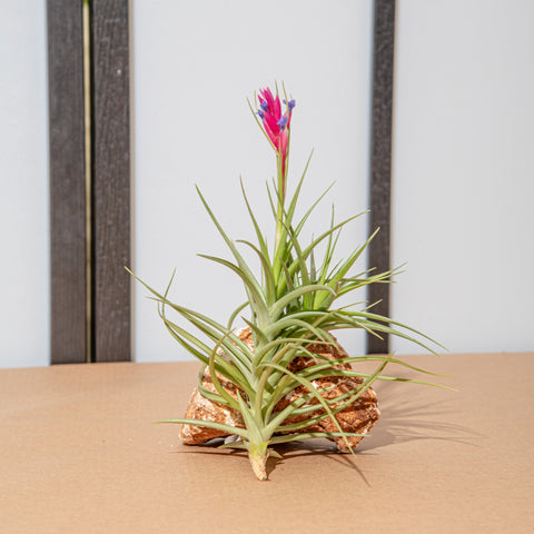 Simegarden Tillandsia aeranthos