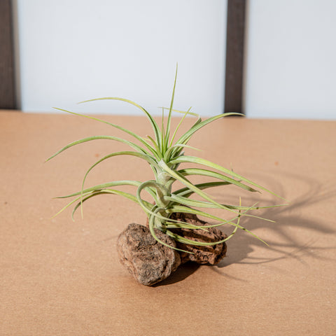 Simegarden Tillandsia bergeri