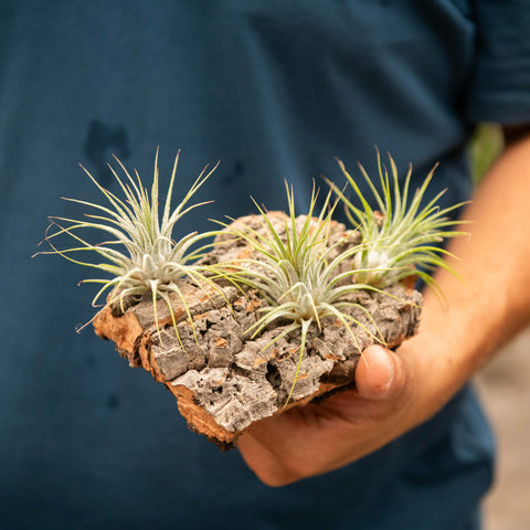Simegarden Tillandsia composizioni