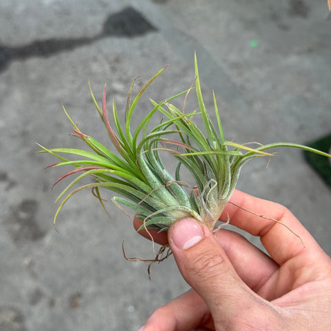 Simegarden Tillandsia ionantha rossa Rosso / Gruppo a 2