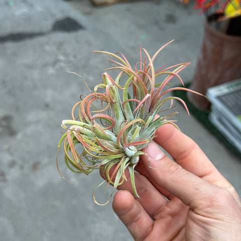 Simegarden Tillandsia ionantha rossa Rosso / Gruppo a 3