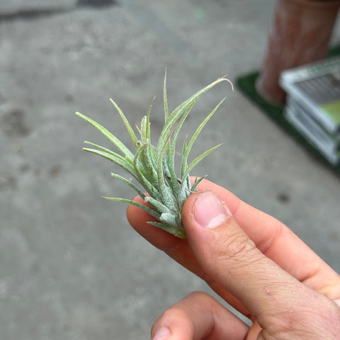 Simegarden Tillandsia ionantha rossa Rosso / Piccola
