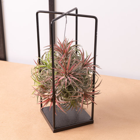 Simegarden Tillandsia pianta