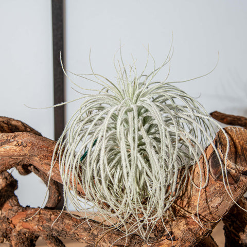Simegarden Tillandsia tectorum