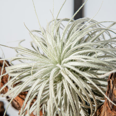 Simegarden Tillandsia tectorum